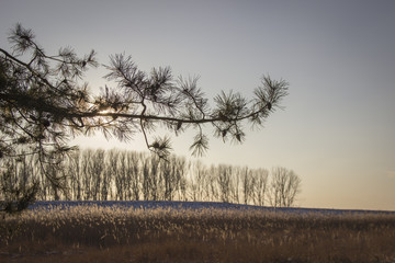 Winter landscape - pine branch in the sunshine