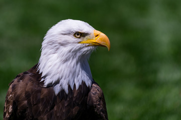 Fototapeta premium Bald Eagle