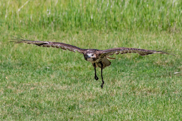 Hawk