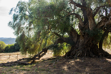 Olivastro Millenario - thousand years old tree