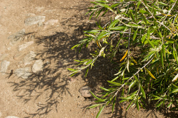 Olive tree branch