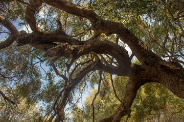 Olivastro Millenario - thousand years old tree