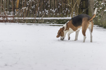 Beagle sniffs in the snow