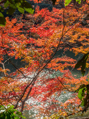 Colorful leaves along river in Arashiyama, Japan