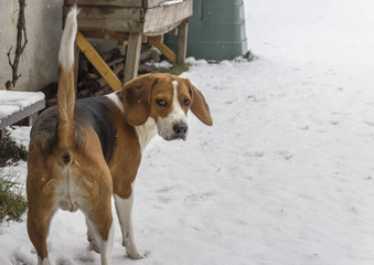 Beagle in the garden in the snow looks back