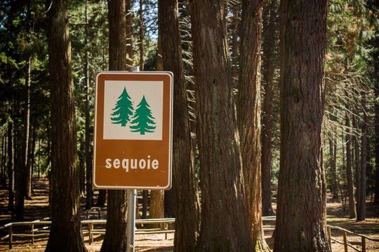 Mount Limbara - sequoia sign