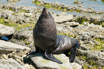 Obraz premium Mała foczka grająca na morskiej skale, morskie zwierzę