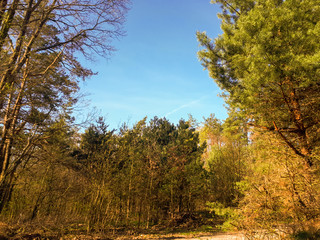Trees in the forest - the crown of leaves against the sky