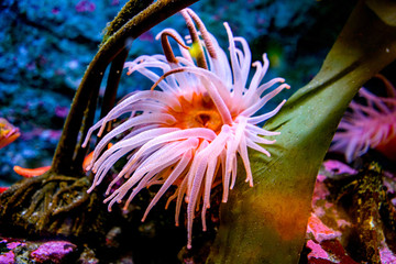 Obraz premium colorful sea creatures