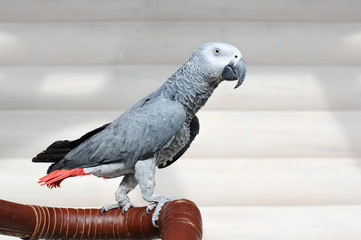 The grey parrot Psittacus erithacus © agephotography
