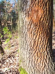 oak bark on a tree growing in the forest