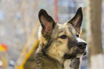 dog portrait close up