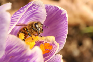 Bee on a crocus flower © ramund88
