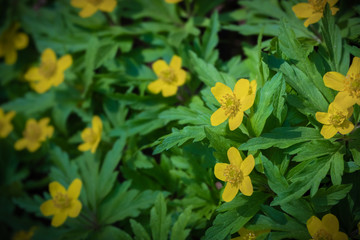 springtime yellow fresh anemones
