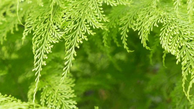 The Australian-hairsfoot Fern Leaves Swaying Gently in The Wind
