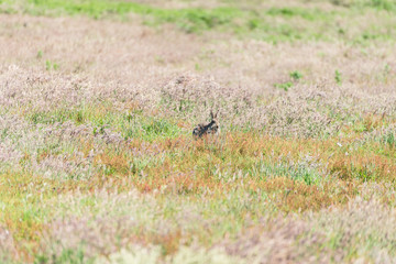Rabbit standing on fields of Skomer Island Pembrokeshire West Wales UK