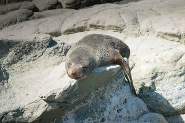 Obraz premium Mała foczka śpi na skale, dzikie zwierzę