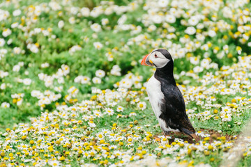 Atlantic Puffin on Skomer Island Pembrokeshire West Wales UK