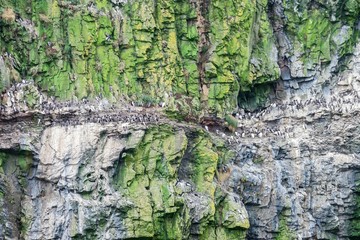 Common Guillemots colony standing on the cliffs of Skomer Island Pembrokeshire West Wales UK