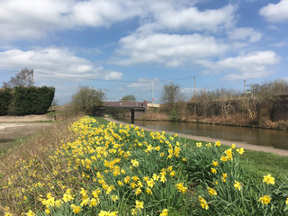 Daffodils next to Trent and Mersey Canal in Cheshire England UK
