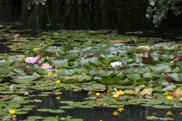 Seerosenteich © EinBlick