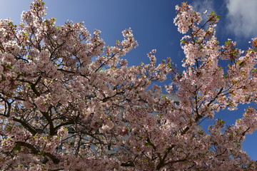 Cherry blossom tree, Jersey, U.K.
Spring flowering canopy.