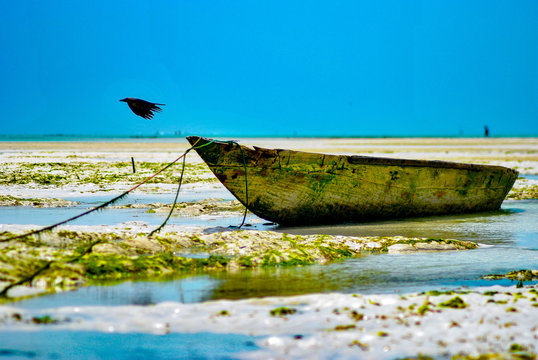 Tropical boat with flying bird