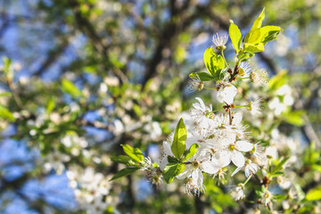 White flowers of an apple tree on a sunny day.