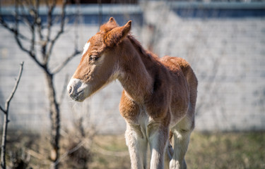Beautiful red-haired foal walking on the grass in summer