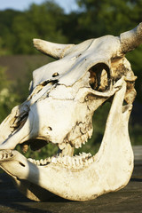 animal bullock skull on the wooden table, cow skeleton, nature