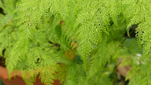 The Australian-hairsfoot Fern Leraves in The Garden