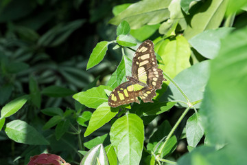Schmetterling