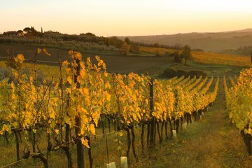 Vigna in Chianti, Toscana
