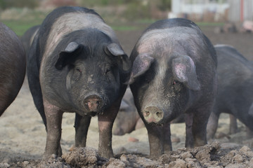pigs and pork