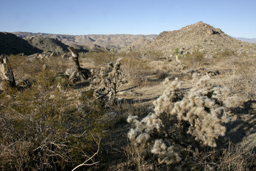 Cholla Cacti In The Ajo Mountains, Organ Pipe Cactus National Monument, Arizona