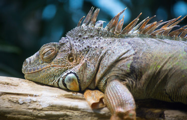 Iguana