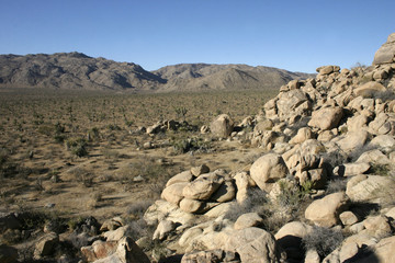 Rock Climb Joshua Tree Big Rocks Yucca Brevifolia Mojave Desert Joshua Tree National Park California