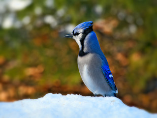 Beautiful bluejay bird - corvidae cyanocitta cristata - standing on white snow