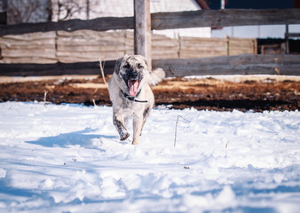Obraz premium Beautiful dog walks on snow in winter