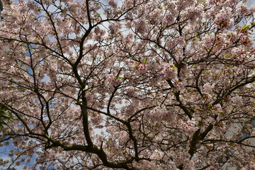 Obraz na płótnie Canvas Cherry blossom, Jersey, U.K. Spring tree canopy.