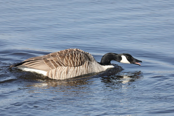 Fototapeta premium Canada Goose
