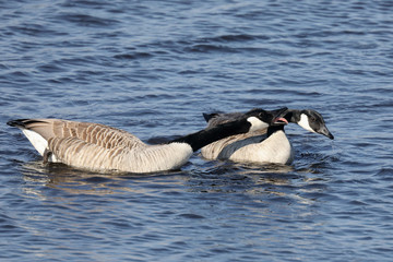 Obraz premium Canada Goose