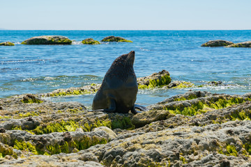Fototapeta premium Czarna foka na panoramę brzegu morza, naturalne zwierzę