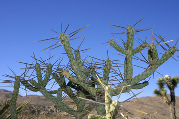Opuntia ramosissima. Branched Pencil Cholla.