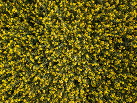 Yellow rapeseed (canola) flower field in spring, Luoping, China
