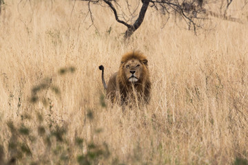 Löwe in der afrikanischen Savanne