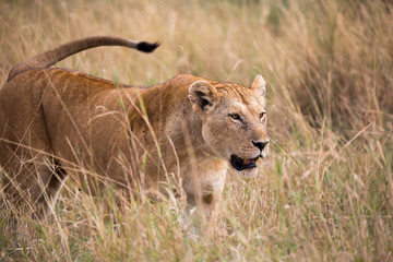 Löwin in der afrikanischen Savanne