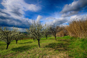 Obraz premium Piante fiorite