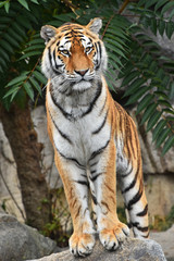 Close up front portrait of Siberian Amur tiger