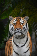 Close up portrait of Siberian Amur tiger